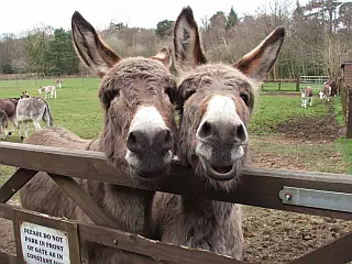 the donkey sanctuary